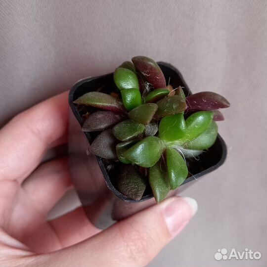 Суккуленты 2