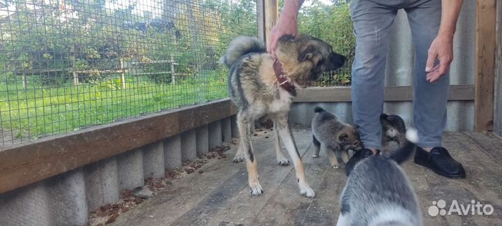 Щенки западно-сибирской лайки