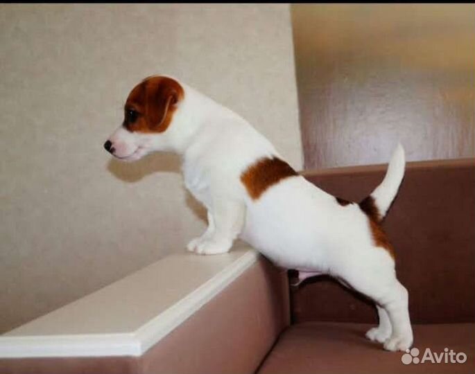 Щенок джек рассел терьер