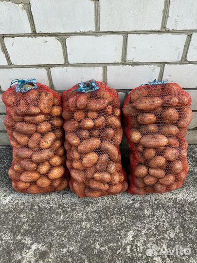 Продам картофель