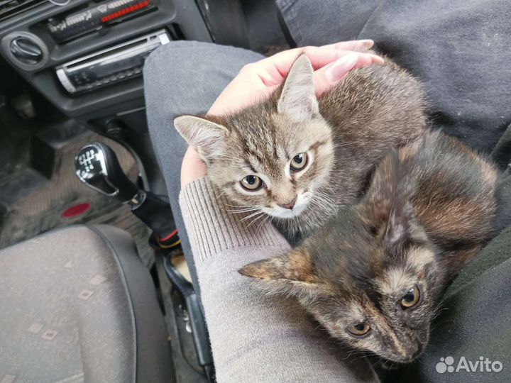 Кошка в дар бесплатно