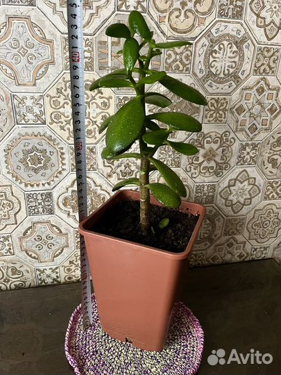 Денежное дерево Крассула Толстянка + подарок хойя