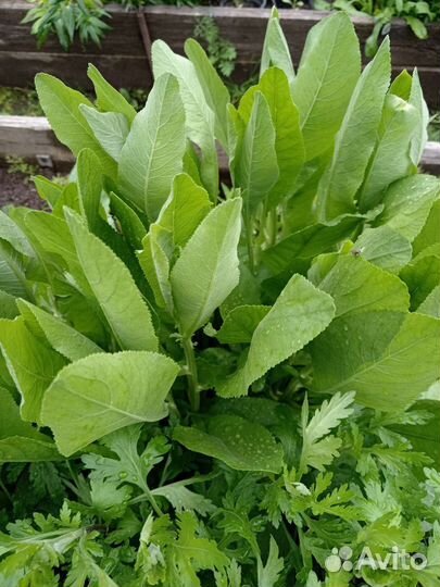 Лекарственные, пряные травы