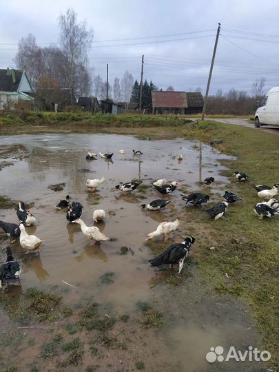 Мясо утки