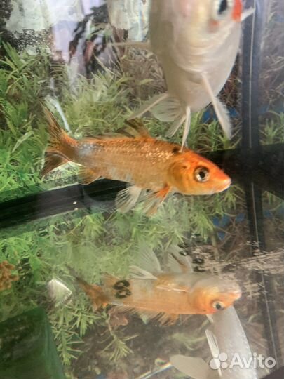 Рыба японский карп кои