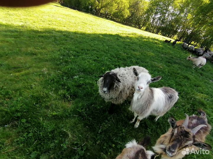 Романовские овцы ягнята бараны