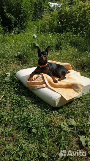 Вязка цвергпинчер