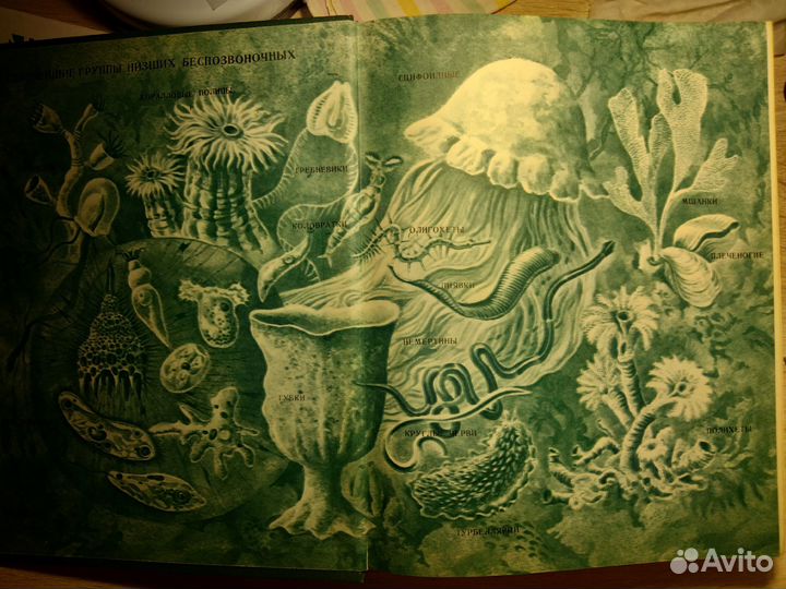 Жизнь животных 1-й том (1987)