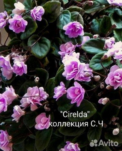 Сортовые фиалки
