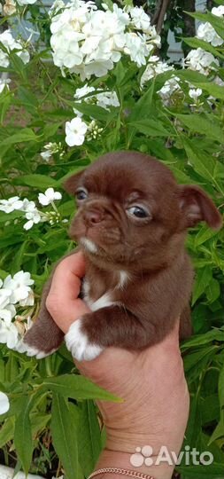 Щенки чихуахуа