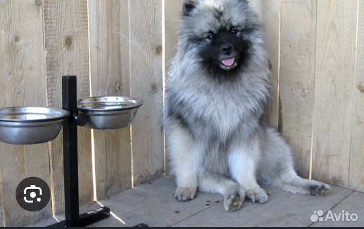 Передержка животных