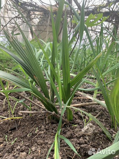 Пальма веерная