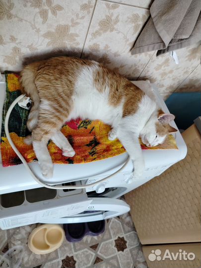 Кошки в добрые руки бесплатно