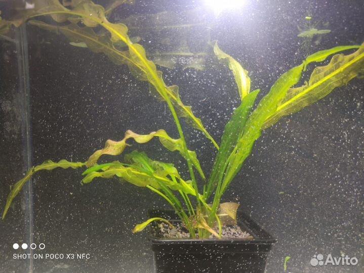 Аквариумный декор,растения, рыбки