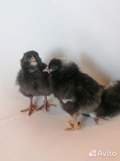 Курочки и петушки Доминант Крапчатый Д-959