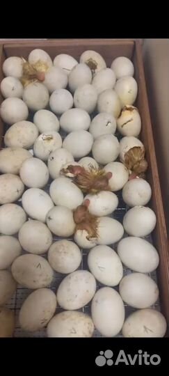 Утиные яйца