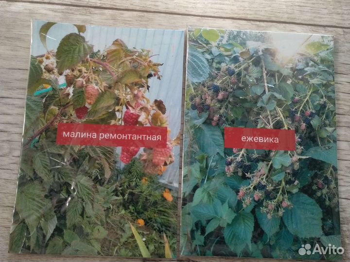 Кустарники садовые