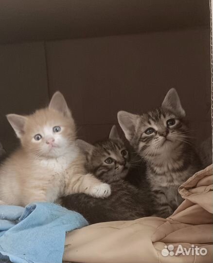Кошка в дар бесплатно