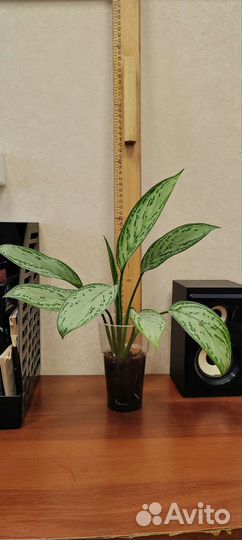 Аглаонема, сильвер квин