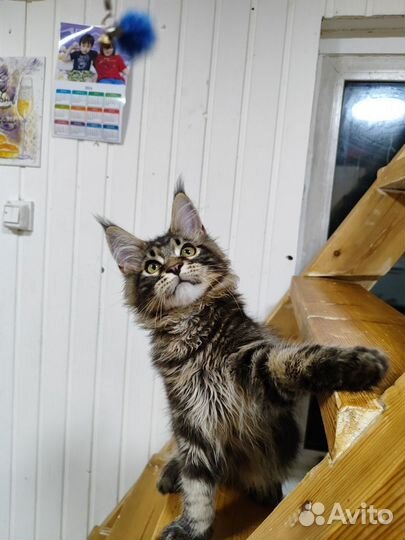 Котята Мейн Куна