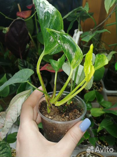 Эпипремнум Godzilla/ Годзилла вариегатный