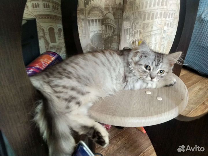 Кошка