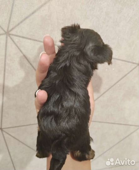 Йоркширский терьер мини беби фейс щенки