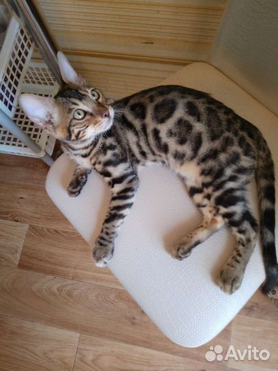 Бенгальские котята