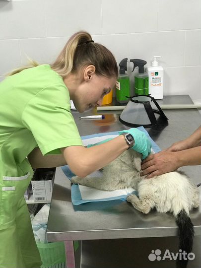 Спокойный котик Кексик,брошен и лечится