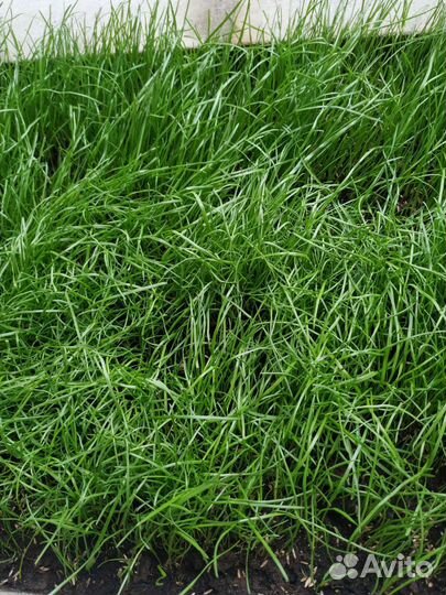 Газонные смеси разные