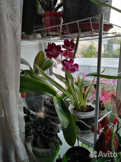 Орхидея - мильтония