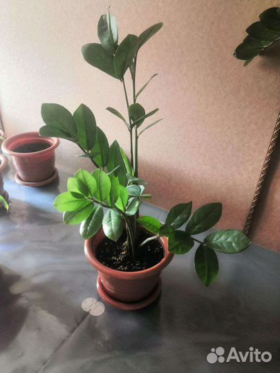 Замиокулькас, долларовое дерево