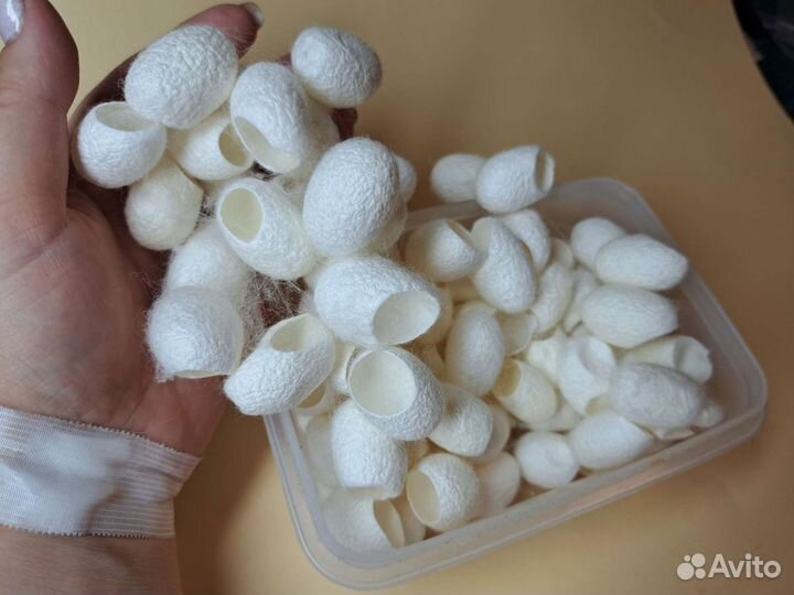 Кокон тутового шелкопряда