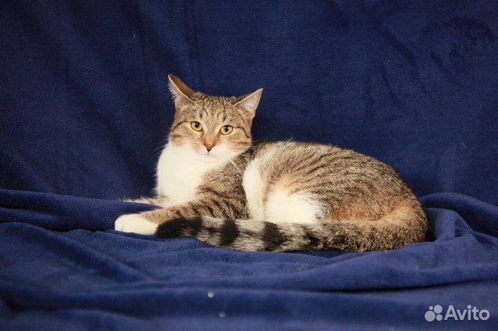 Молодая кошечка Элена