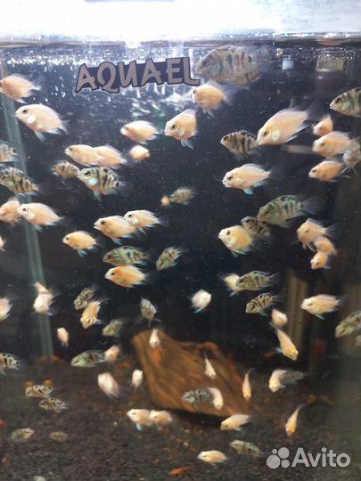 Сапфировые попугаи. Сомики супер ред анцитрус