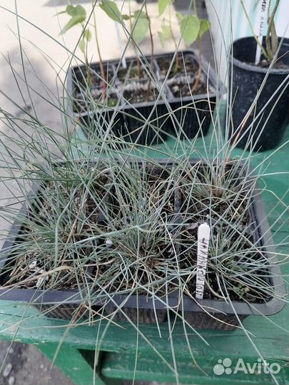 Гибискус красный, садовый. Овсянница сизая