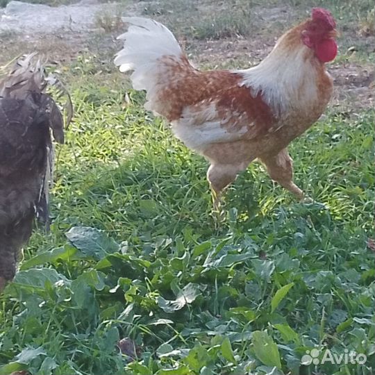 Куры петухи