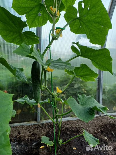 Огурцы свежие домашние