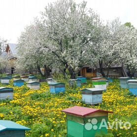 Продам пчел, пчелосемьи, пчелопакеты