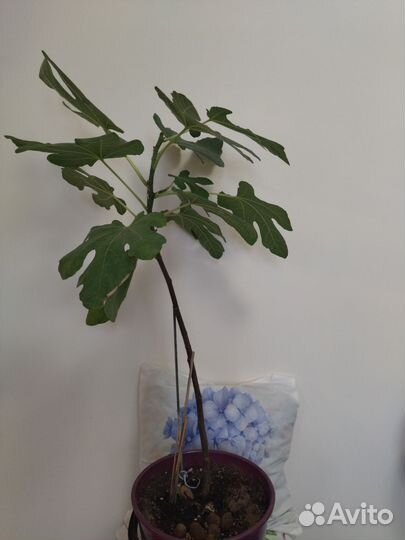 Фикус Карика домашний 300