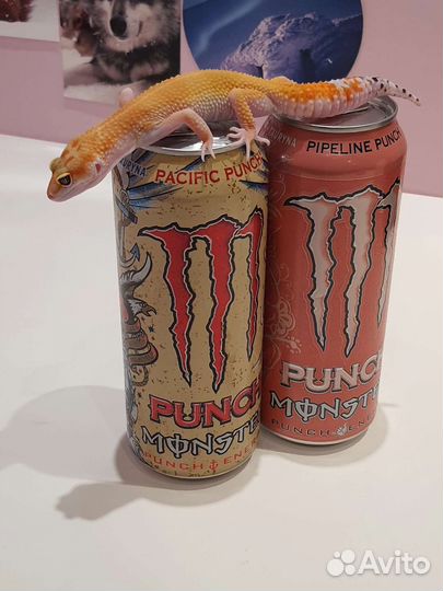 Эублефар геккон