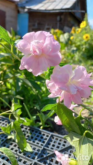 Калистегия махровая Flore pleno