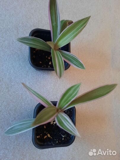 Рэо триколор. Рэо ситара голд