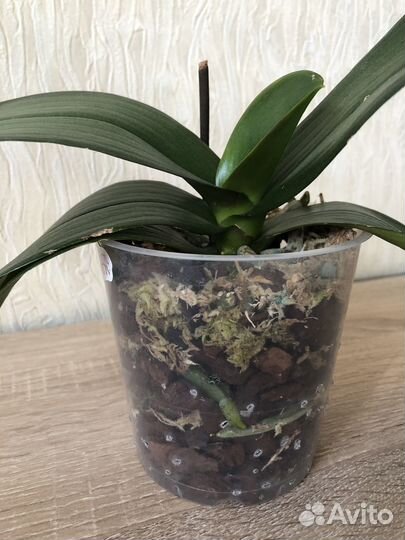 Фаленопсис Ever spring king ES трилипс