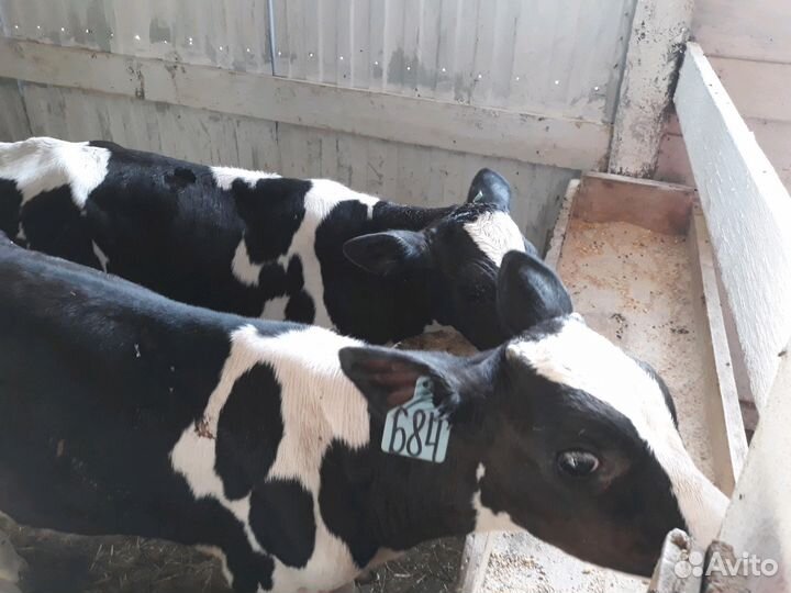 Бычки черно-рябые для откорма