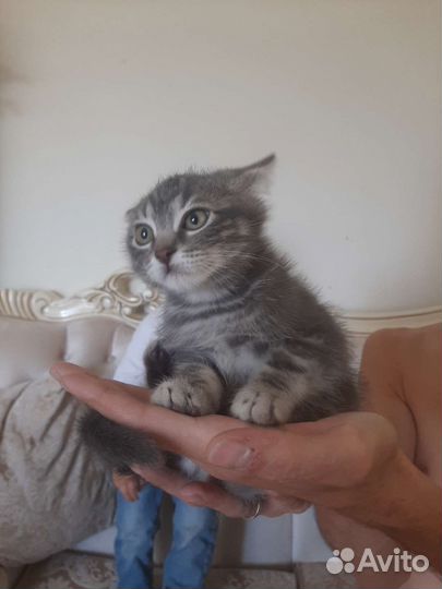 Крошка на ладошке привитый