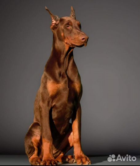 Шоколадная девочка добермана