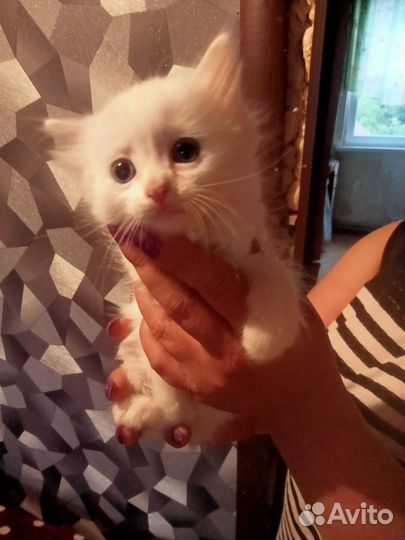 Отдам котят