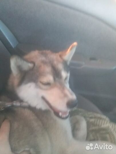 Собака бесплатно