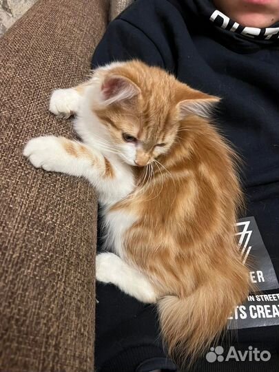 Кошка
